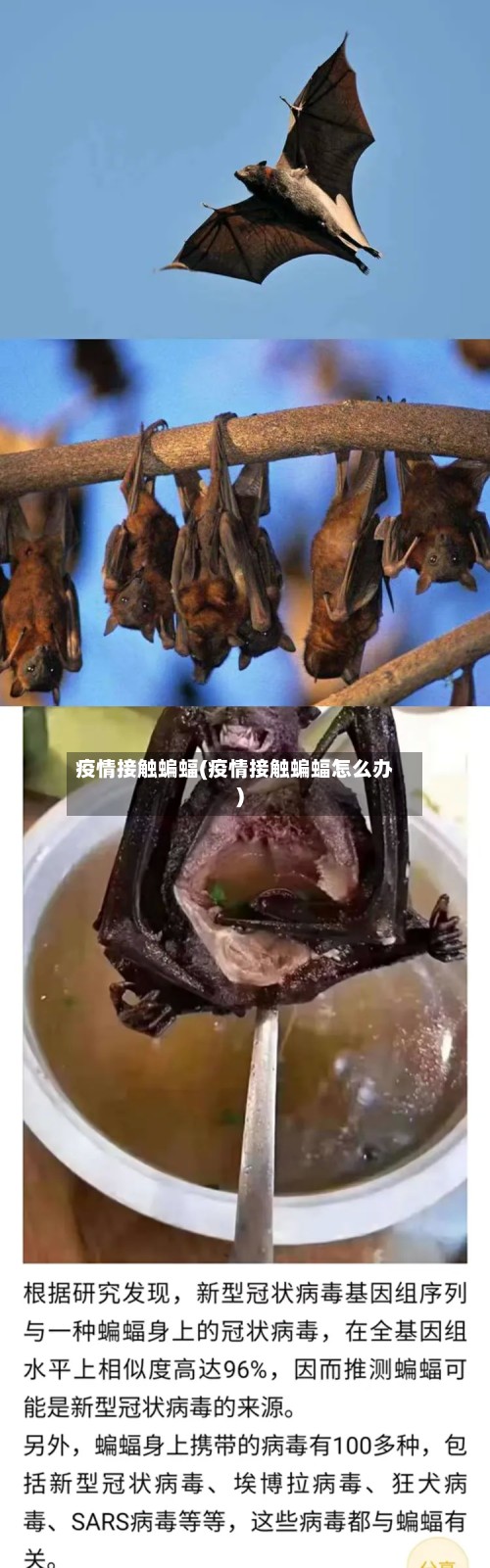 疫情接触蝙蝠(疫情接触蝙蝠怎么办)