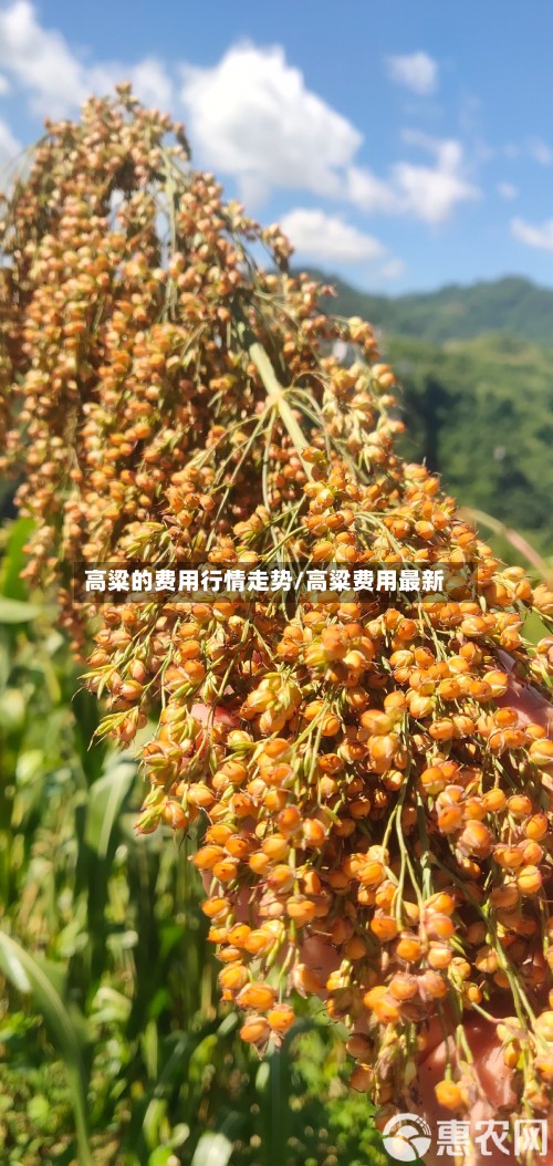 高粱的费用行情走势/高粱费用最新