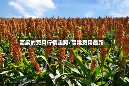 高粱的费用行情走势/高粱费用最新-第2张图片