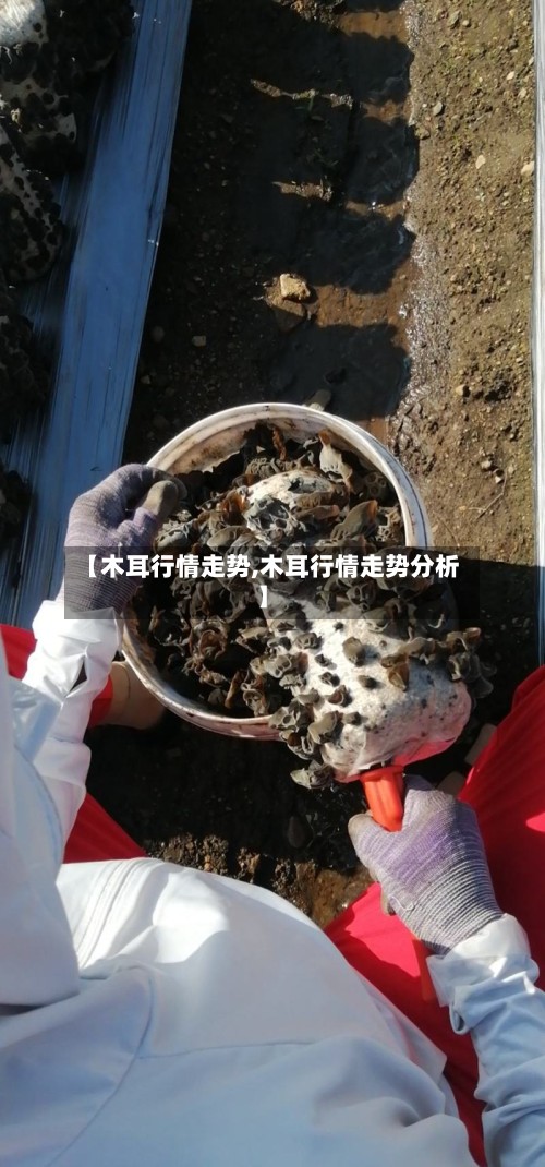 【木耳行情走势,木耳行情走势分析】-第2张图片