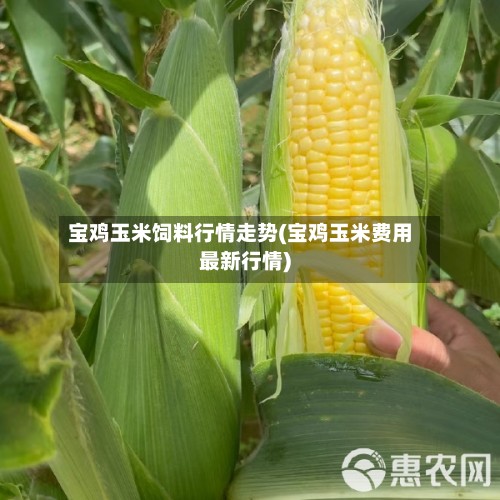 宝鸡玉米饲料行情走势(宝鸡玉米费用最新行情)-第3张图片