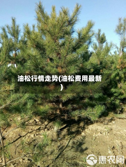 油松行情走势(油松费用最新)