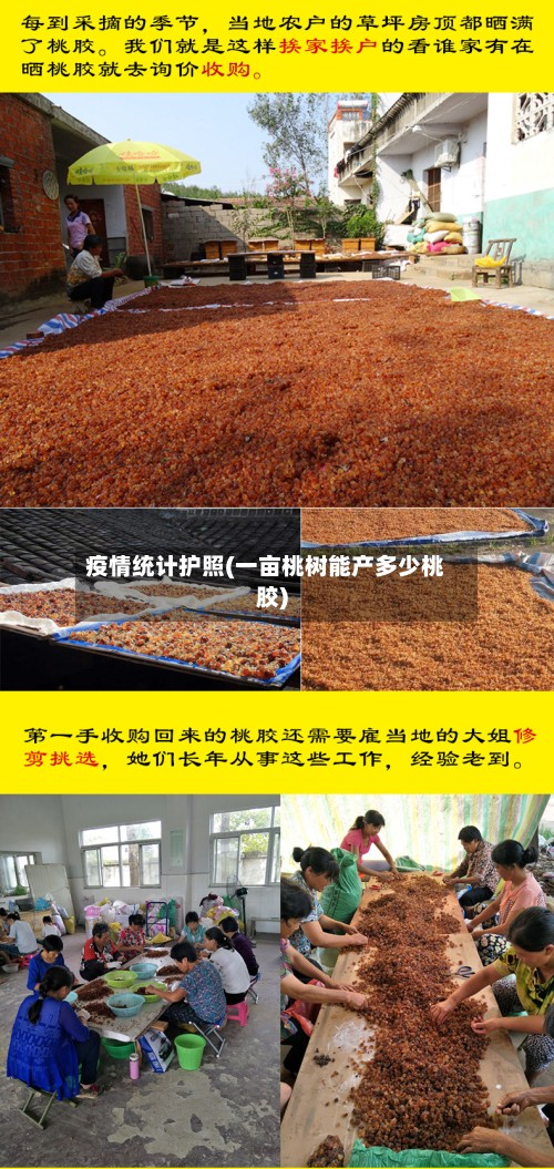 疫情统计护照(一亩桃树能产多少桃胶)-第2张图片